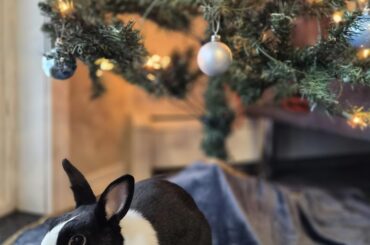 Merry Christmas every bunny!