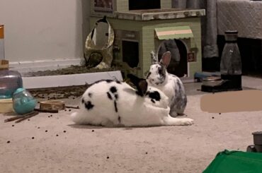 The great sphynx (rabbit ver)