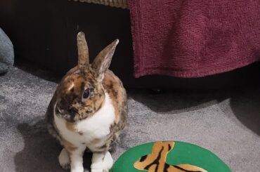 Loki and his pad 💚