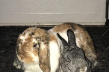 My bunny’s response to the loss of her husbun