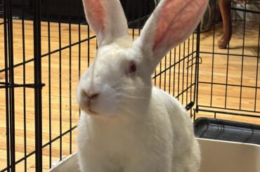 my new zealand white rabbit 🐇
