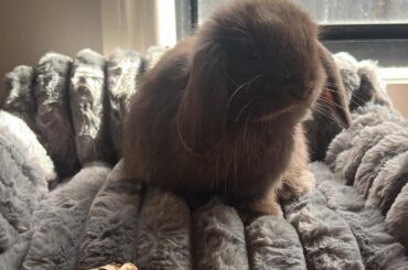 Meet Miss Pocky Moo 💕