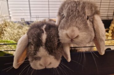 The newest to our family!