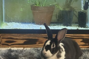 Lady proudly  showing off her pea puffer tank
