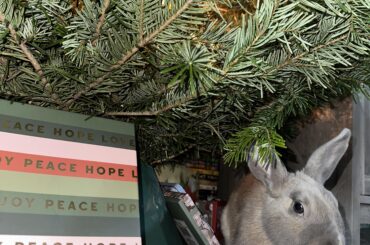 Mini Rex vs Christmas Tree