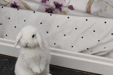 Can urine stains from breeder's barn not be wiped?