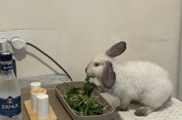 My 2 month-old rabbit sometimes behaves like a human: he eats at the table, sitting on a chair.