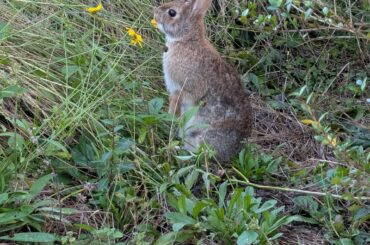 Must be nice to live in a public garden!