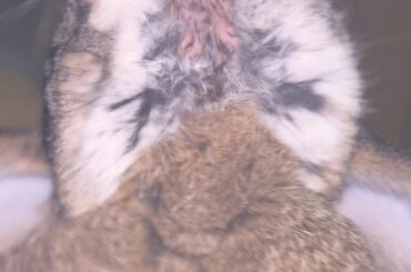 What do I do about this rash on my rabbit chin?