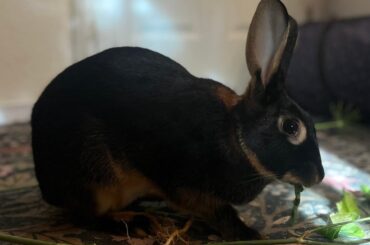 A memorial post for my sweet Sylvie