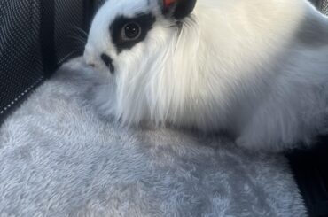 Meet dango!