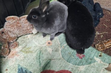 they mean the world to me 🖤🩶