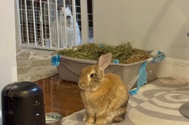 Found an old photo from before they were bonded 😂