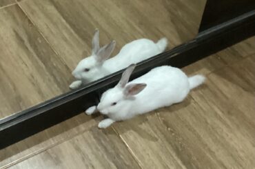 R.I.P oliver (??/??/25)-24/12/25