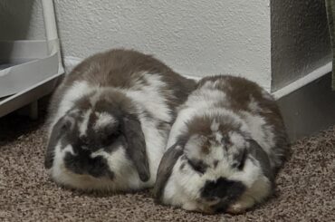 Best way to clean paws?