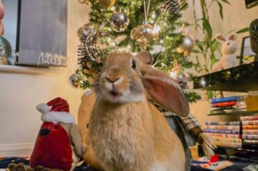 Pancake’s First Christmas
