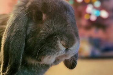 been such a good BunBun this year :,) what should Santa bring this sweetie!? (Drop suggestions please)