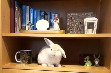 Lop ears