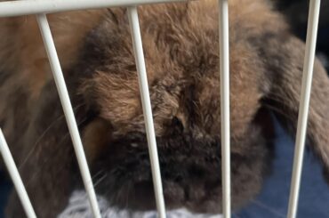 This is my baby but my mom and I talked about re-homing him