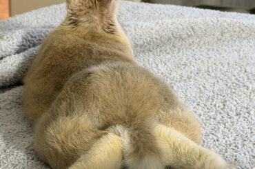 Toast & his toasted buns