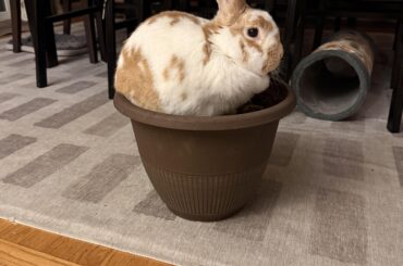 Anyone know what type of plant I’m growing?
