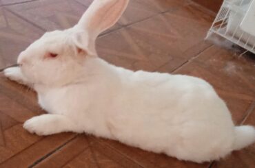 Do you wipe the sleep from your bunnies' eyes?