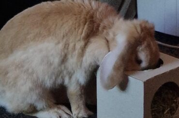 Happy holidays from a very excited Marshmallow.