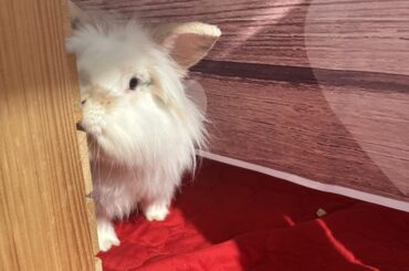 I think my Puddles died for no reason and I feel so guilty