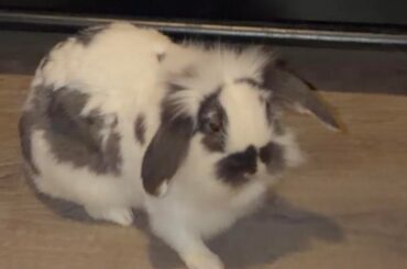 Can someone help me I.d my bunny .