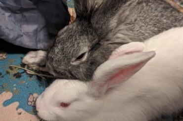 They're divorced now but secretly love each other?