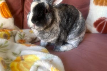 Is my bun considered a harlequin bun?