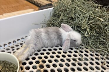 Advice for new bunny owner