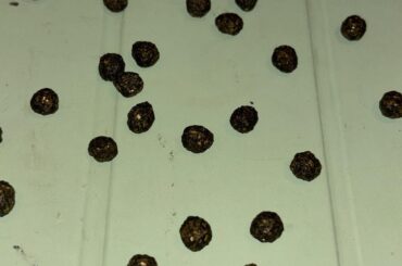 Are those poops okay ?