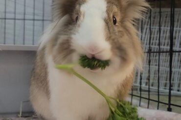 PSA: Groom your shedding rabbits to prevent GI stasis this winter!