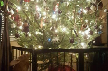 Keep your pets safe!