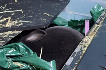 He thinks I can't see him