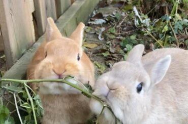 When you have two living lawnmowers 😂