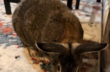 A rabbit bowing for your pleasure