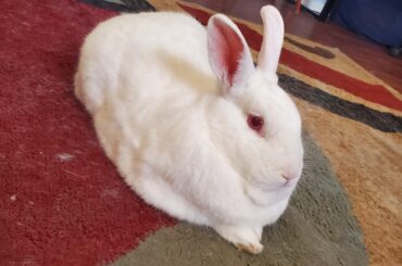 I think my girl, Snow, is coming to the end of her days. I'm not ready.