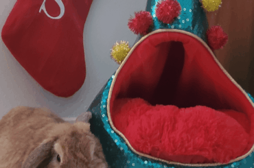 Sunny 🐰 is ready for Christmas! 🎅🎄🎁