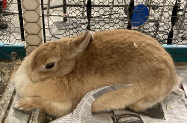 I love this absolutely chonky bunny I found at my cousins local pet store he looks so cozy using himself as a neck pillow