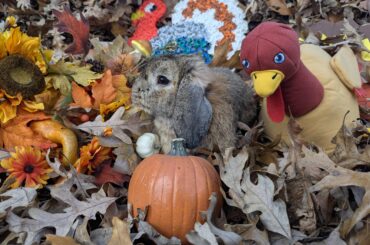 Oschon is ready for the harvest!