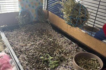 Example of gastrocolic reflex in a rabbit