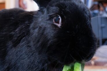 Happy 10th birthday, Lola