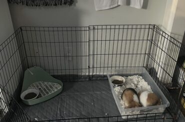 Anything I can add to their cage?