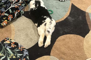 I love it when they flop like this