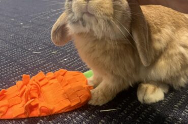 Binkies/Zoomies in an apartment?