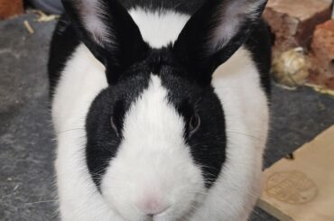 Dutchie Loaf 🍞🥰