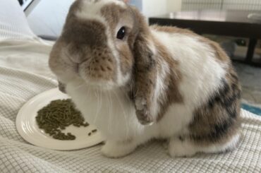 Emmitt loves breakfast on the couch 🥞