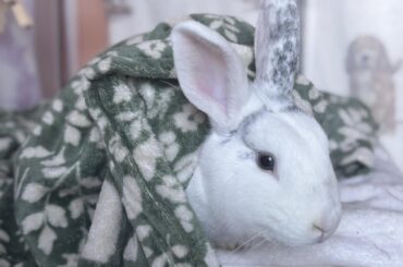my bun has suddenly started thumping and i think it’s to get attention?